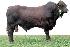 Raca: santa gertrudis (corte) rgd: ts-720-181